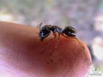 Ameisen aus  West Australien