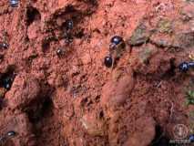 Ameisen aus Westaustralien