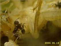 Ameisen aus Brasilien (1)