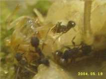Ameisen aus Brasilien (2)
