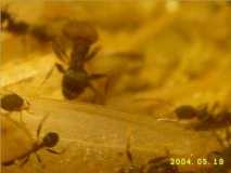 Ameisen aus Brasilien (3)