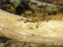 Ameisen aus Brasilien (5)
