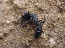 Ponerinen-ähnliche Ameise (Ostafrika)