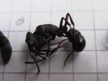 Ponerinen-ähnliche Ameise (Ostafrika)