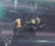 Polyrhachis dives