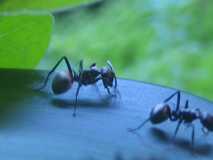 Polyrhachis dives