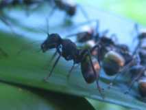 Polyrhachis dives