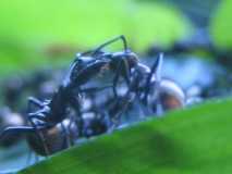 Polyrhachis dives