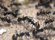 Polyrhachis dives Arbeiterinnen bei der Nahrungsweitergabe