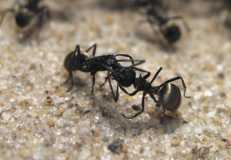 Polyrhachis dives Arbeiterinnen bei der Nahrungsweitergabe