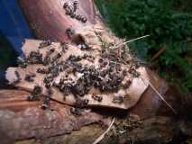 Polyrhachis dives Nest zu begin.