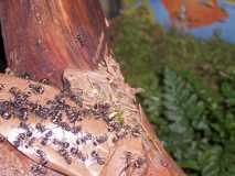 Polyrhachis dives Nest zu begin.