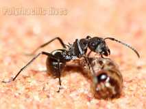 Polyrhachis dives worker