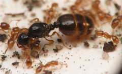 Solenopsis fugax / Queen and Workers