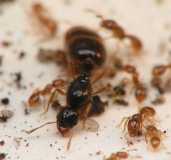 Solenopsis fugax / Queen and Workers