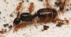 Solenopsis fugax / Queen and Workers