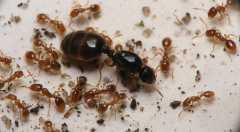 Solenopsis fugax / Queen and Workers