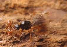 Solenopsis fugax / Queen