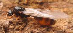 Solenopsis fugax / Queen