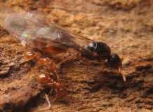 Solenopsis fugax / Queen and Workers