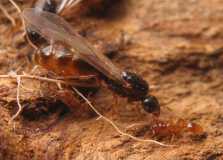 Solenopsis fugax / Queen and Workers
