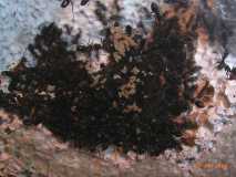 Tapinoma nigerrimum
