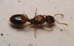 Temnothorax crassispinus / queen