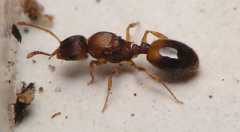 Temnothorax crassispinus / queen