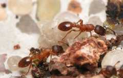 Temnothorax unifasciatus / workers