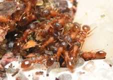 Temnothorax unifasciatus / workers