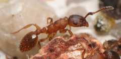 Temnothorax unifasciatus / worker