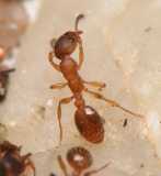 Temnothorax unifasciatus / worker