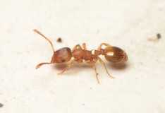 Temnothorax unifasciatus / worker