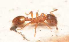 Temnothorax unifasciatus / worker