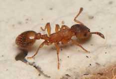 Temnothorax unifasciatus / worker