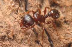 Tetramorium caespitum / Worker