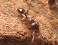 Tetramorium caespitum / Worker