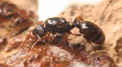 Tetramorium caespitum / Queen