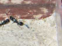 Tetramorium ruginode