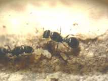 Tetramorium ruginode