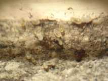 Tetramorium ruginode