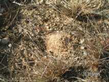 nest of Lasius sp.