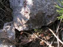 nest of Formica sanguinea