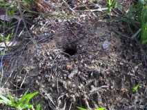 Myrmecia Nest