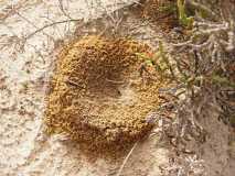 Nest v. Cataglyphis sp.