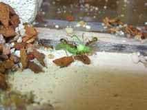 Camponotus substitutus immer hungrig