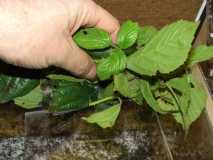 Acromyrmex Blätter