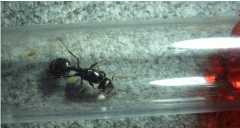 Messor barbarus Königin