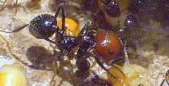 Messor barbarus Majorarbeiterin