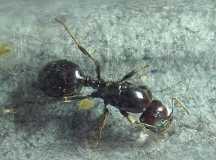 Messor barbarus Königin